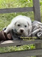 AKC Anna Purna, a female Great Pyrenees for sale in Big Cabin, OK – Photo 1 of 2