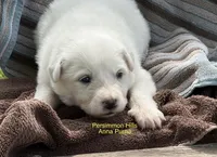 AKC Anna Purna, a female Great Pyrenees for sale in Big Cabin, OK – Photo 2 of 2