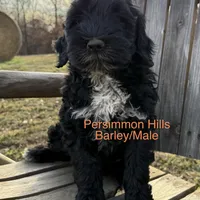 AKC Barley, a male Portuguese Water Dog for sale in Big Cabin, OK – 1 of 1