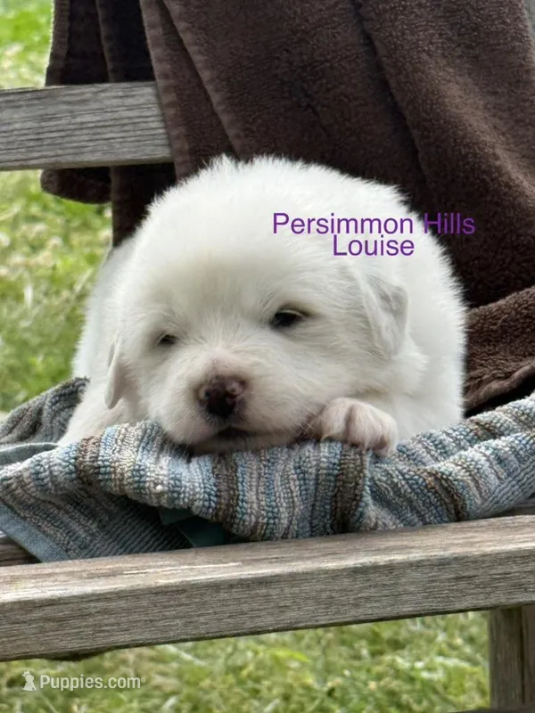 AKC Louise – Great Pyrenees puppy for sale in Big Cabin, OK