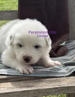 AKC Louise, a male Great Pyrenees for sale in Big Cabin, OK – Photo 2 of 2