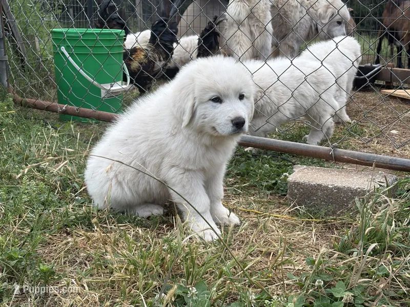 AKC Matterhorn – Great Pyrenees puppy for sale in Big Cabin, OK