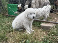 AKC Matterhorn, a male Great Pyrenees for sale in Big Cabin, OK – 1 of 3