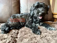 Rocksie AKC, a female Portuguese Water Dog for sale in Big Cabin, OK – 4 of 4