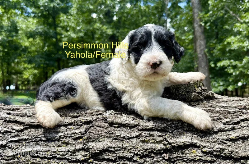 Yahola AKC – Portuguese Water Dog puppy for sale in Big Cabin, OK