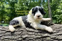 Yahola AKC, a female Portuguese Water Dog for sale in Big Cabin, OK – 1 of 3