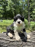 Guthrie, a male Portuguese Water Dog for sale in Big Cabin, OK – 1 of 3