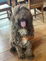 Yahola AKC, a female Portuguese Water Dog for sale in Big Cabin, OK – 3 of 3