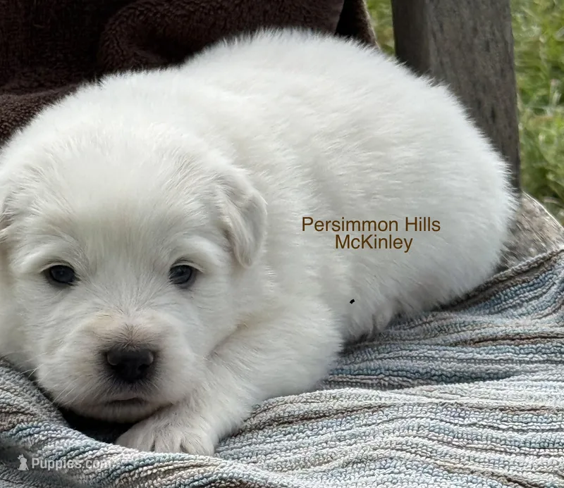 AKC McKinley – Great Pyrenees puppy for sale in Big Cabin, OK