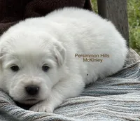 AKC McKinley, a male Great Pyrenees for sale in Big Cabin, OK – Photo 1 of 2