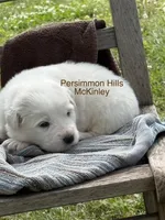 AKC McKinley, a male Great Pyrenees for sale in Big Cabin, OK – Photo 2 of 2