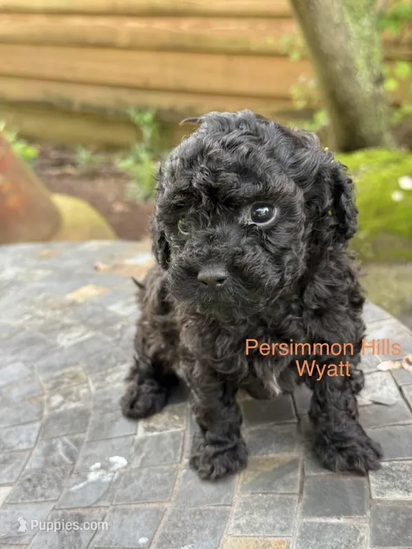 Wyatt – Poodle - Toy  puppy for sale in Big Cabin, OK