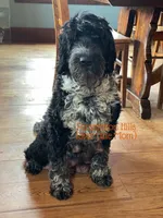 Ozzie AKC, a male Portuguese Water Dog for sale in Big Cabin, OK – 2 of 3