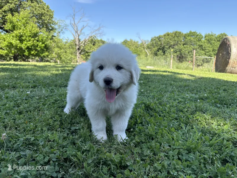 AKC Anna Purna – Great Pyrenees puppy for sale in Big Cabin, OK