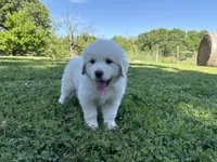 AKC Anna Purna, a female Great Pyrenees for sale in Big Cabin, OK – 1 of 3