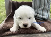 AKC Everest, a male Great Pyrenees for sale in Big Cabin, OK – Photo 2 of 2