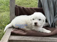AKC Everest, a male Great Pyrenees for sale in Big Cabin, OK – Photo 1 of 2