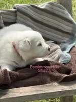 AKC Shasta, a female Great Pyrenees for sale in Big Cabin, OK – Photo 2 of 2