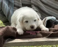 AKC Shasta, a female Great Pyrenees for sale in Big Cabin, OK – Photo 1 of 2