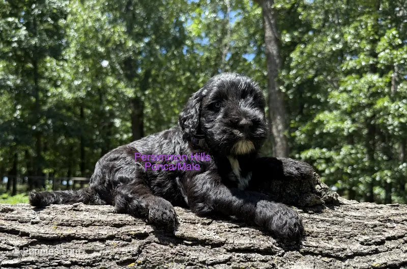 Ponca AKC – Portuguese Water Dog puppy for sale in Big Cabin, OK