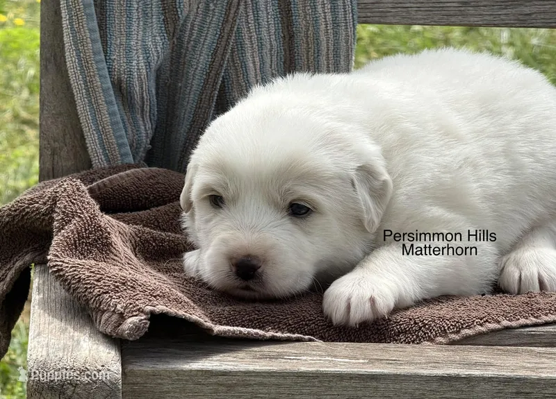 AKC Matterhorn – Great Pyrenees puppy for sale in Big Cabin, OK