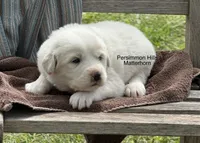 AKC Matterhorn, a male Great Pyrenees for sale in Big Cabin, OK – Photo 2 of 2