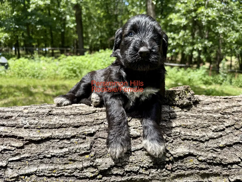 Rocksie AKC – Portuguese Water Dog puppy for sale in Big Cabin, OK