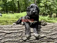 Rocksie AKC, a female Portuguese Water Dog for sale in Big Cabin, OK – 1 of 3