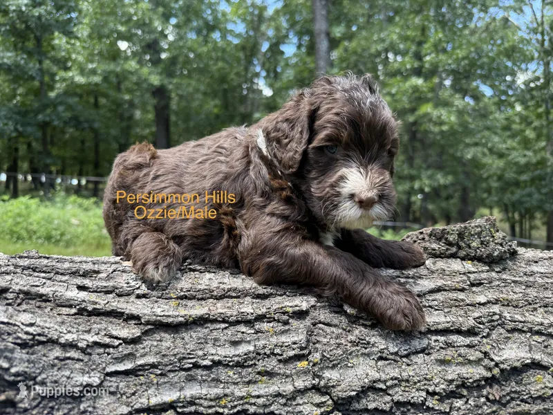 Ozzie AKC – Portuguese Water Dog puppy for sale in Big Cabin, OK