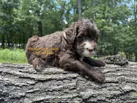 Ozzie AKC, a male Portuguese Water Dog for sale in Big Cabin, OK – 1 of 3