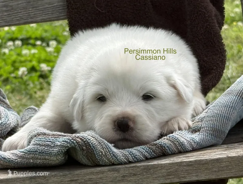 AKC Cassiano – Great Pyrenees puppy for sale in Big Cabin, OK