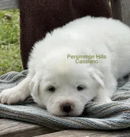 AKC Cassiano, a male Great Pyrenees for sale in Big Cabin, OK – Photo 2 of 2