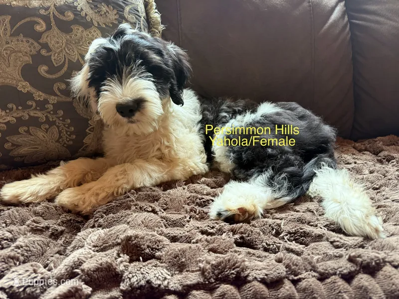 Yahola AKC – Portuguese Water Dog puppy for sale in Big Cabin, OK