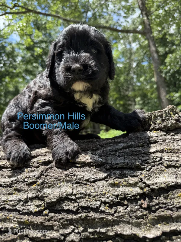 Boomer AKC – Portuguese Water Dog puppy for sale in Big Cabin, OK