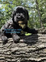 Boomer AKC, a male Portuguese Water Dog for sale in Big Cabin, OK – 1 of 3