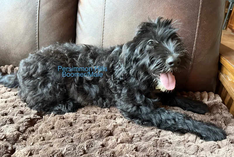 Boomer AKC – Portuguese Water Dog puppy for sale in Big Cabin, OK