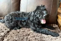 Boomer AKC, a male Portuguese Water Dog for sale in Big Cabin, OK – 1 of 4