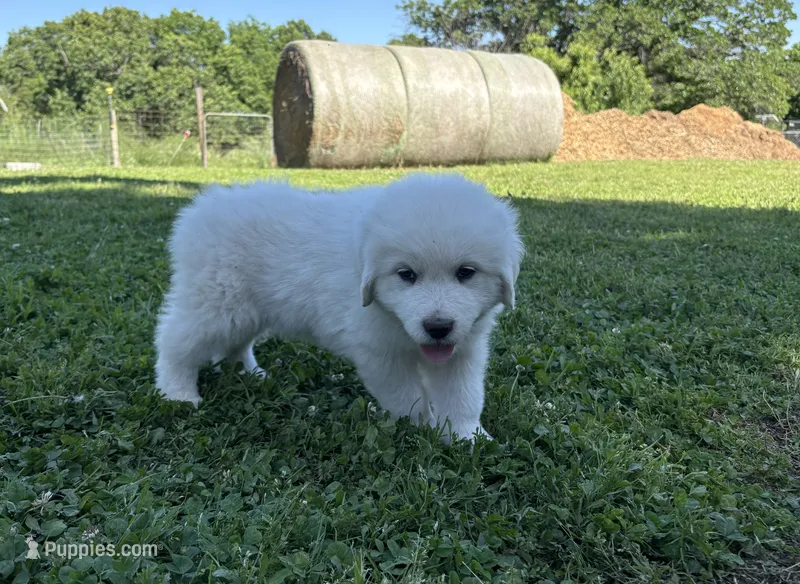 AKC Cassiano – Great Pyrenees puppy for sale in Big Cabin, OK