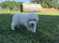 AKC Cassiano, a male Great Pyrenees for sale in Big Cabin, OK – 1 of 3