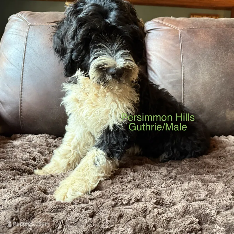 Guthrie – Portuguese Water Dog puppy for sale in Big Cabin, OK