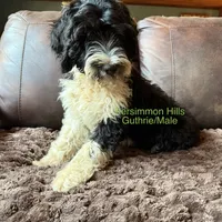 Guthrie, a male Portuguese Water Dog for sale in Big Cabin, OK – 1 of 4