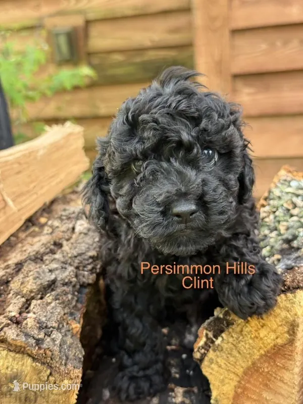 Clint – Poodle - Toy  puppy for sale in Big Cabin, OK