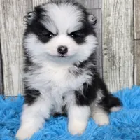 Shadow, a male Pomsky for sale in Bellevue, IA – Photo 2 of 8