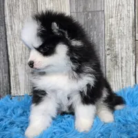 Shadow, a male Pomsky for sale in Bellevue, IA – Photo 6 of 8