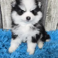 Shadow, a male Pomsky for sale in Bellevue, IA – Photo 5 of 8