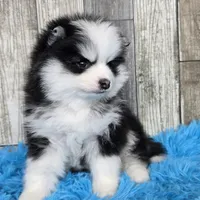 Shadow, a male Pomsky for sale in Bellevue, IA – Photo 1 of 8