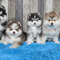 Frost, a female Pomsky for sale in Bellevue, IA – Photo 7 of 10