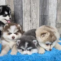 Frost, a female Pomsky for sale in Bellevue, IA – Photo 10 of 10