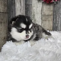 Frost, a female Pomsky for sale in Bellevue, IA – Photo 2 of 10