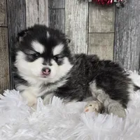 Frost, a female Pomsky for sale in Bellevue, IA – Photo 8 of 10